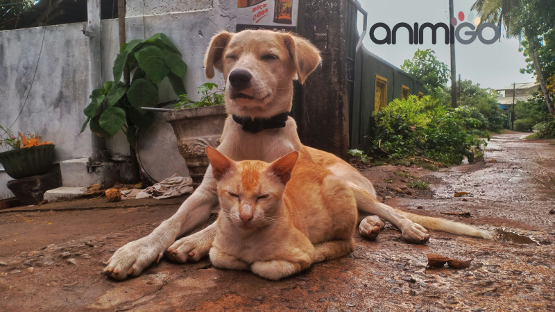 Animigo UK – Well-Being of Cats and Dogs