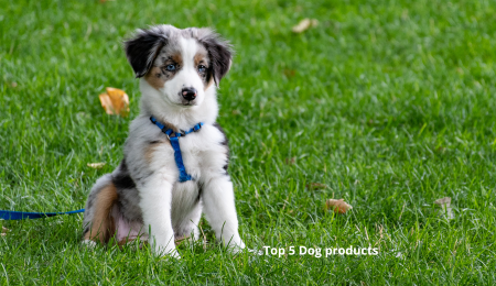 Best Amazon Dog Products – top5