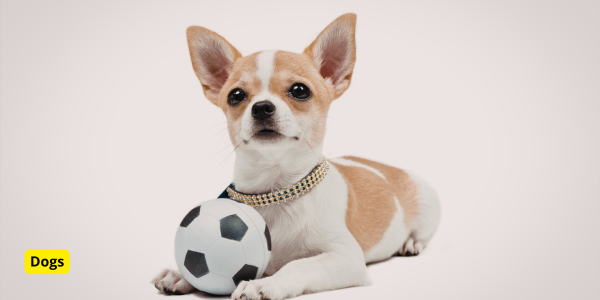 5 Best Puzzle Toys for Dogs